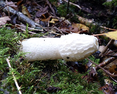 stinkhorn